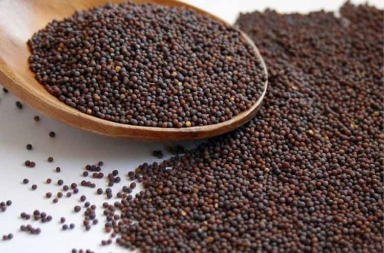 Mustard Seeds Brown